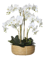 Deluxe Orchid in Basket