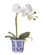 Butterfly Orchid in Blue Pot - MED