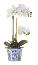 Butterfly Orchid in Blue Pot - LGE