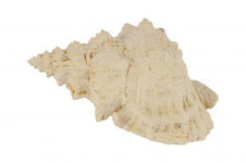 Coastal Giant Conch Shell