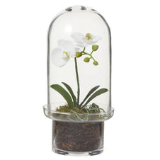 Phalaenopsis Orchid Small
